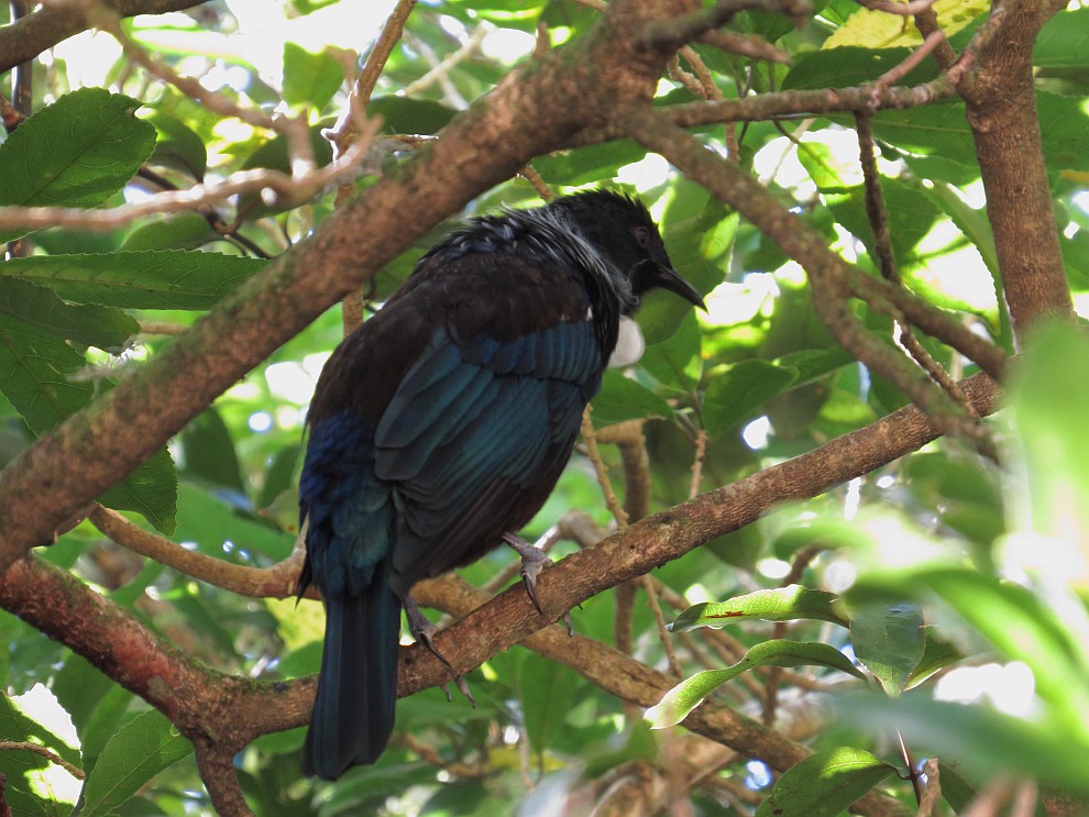Tui im Botanischen Garten